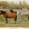 New Forest Ponies